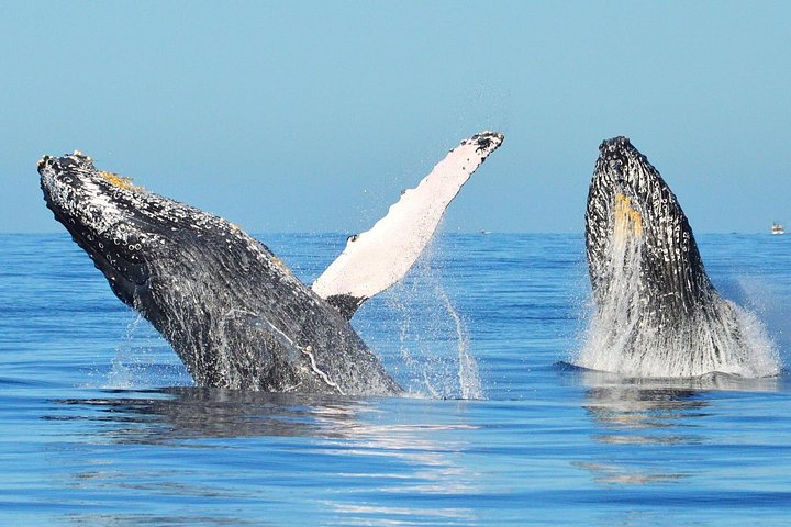 Small group whale watching tour with marine biologist in Cabo San Lucas, photo 12 | wizardtrip