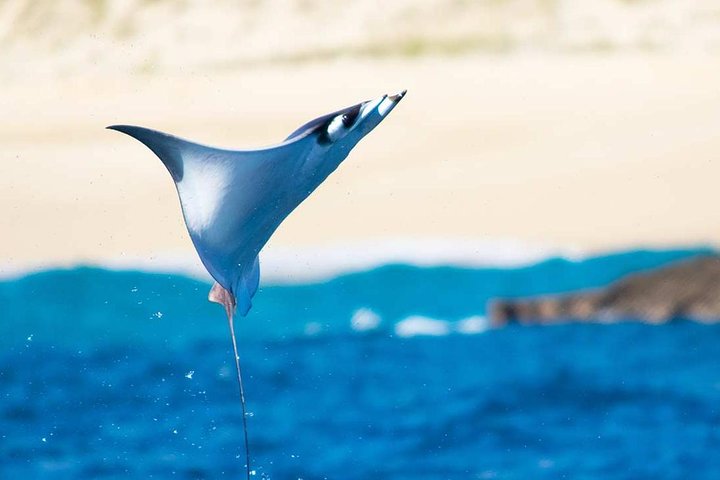 Small group whale watching tour with marine biologist in Cabo San Lucas, photo 13 | wizardtrip