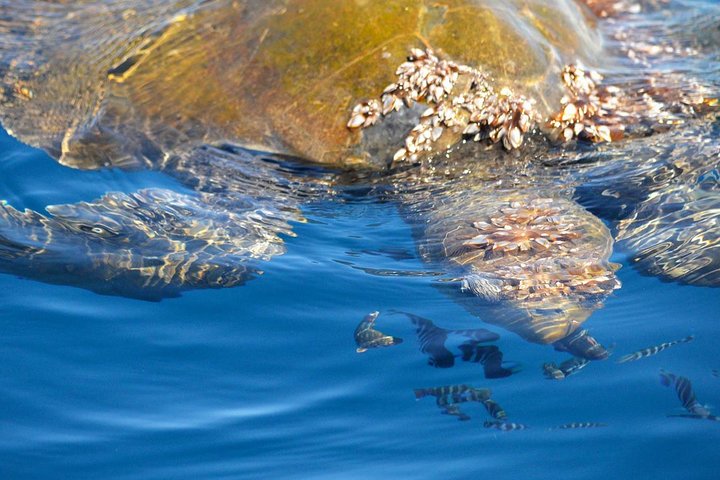 Small group whale watching tour with marine biologist in Cabo San Lucas, photo 15 | wizardtrip