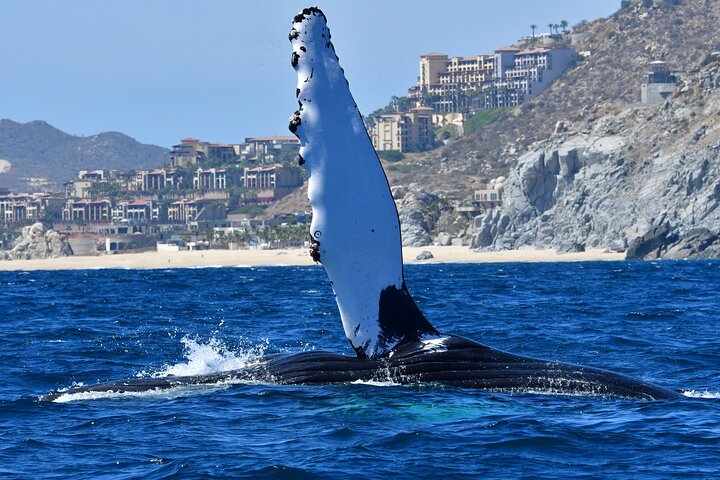 Small group whale watching tour with marine biologist in Cabo San Lucas, photo 17 | wizardtrip