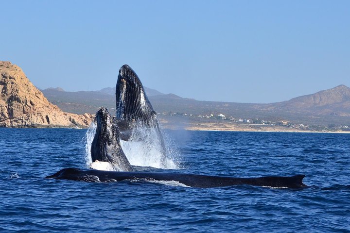 Observation des baleines en Zodiac avec un biologiste marin à Cabo San Lucas | wizardtrip