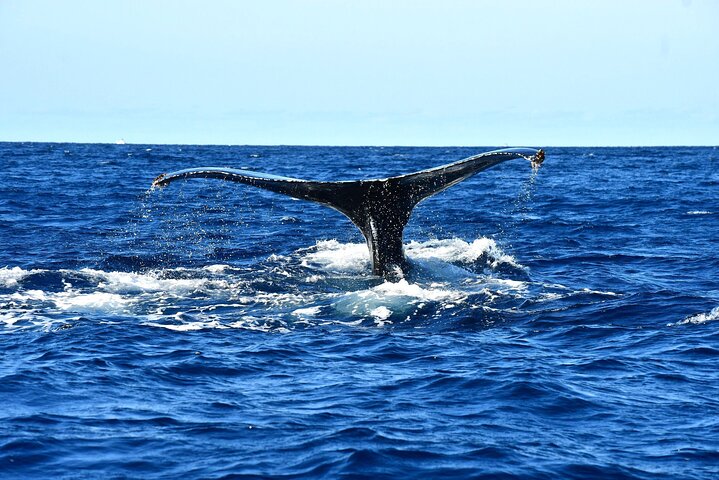 Erleben Sie aufregende Zodiac-Walbeobachtungstouren in Cabo San Lucas mit Meeresbiologen und entdecken Sie Buckelwale und andere Meereslebewesen, Foto 7 | wizardtrip