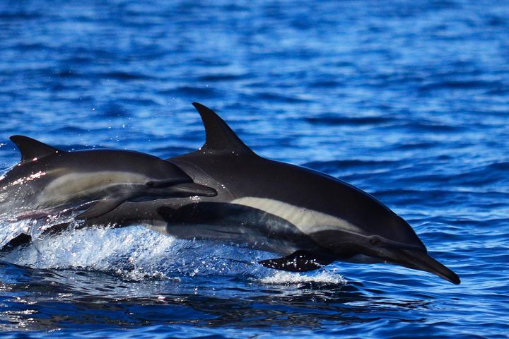 Erleben Sie aufregende Zodiac-Walbeobachtungstouren in Cabo San Lucas mit Meeresbiologen und entdecken Sie Buckelwale und andere Meereslebewesen, Foto 8 | wizardtrip