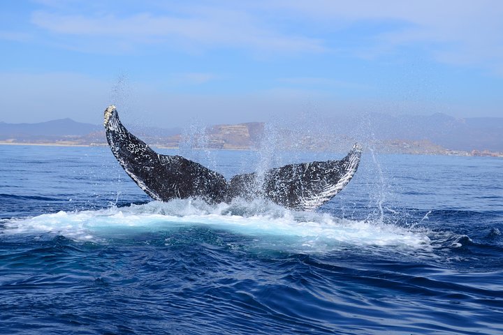 Erleben Sie aufregende Zodiac-Walbeobachtungstouren in Cabo San Lucas mit Meeresbiologen und entdecken Sie Buckelwale und andere Meereslebewesen, Foto 9 | wizardtrip