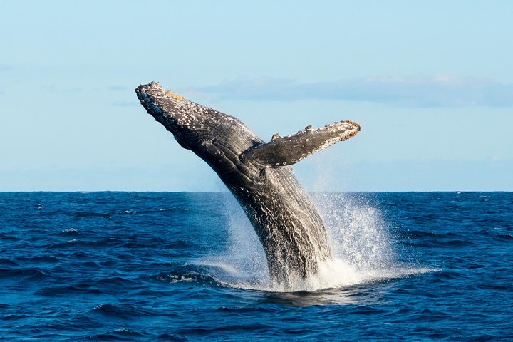 Erleben Sie aufregende Zodiac-Walbeobachtungstouren in Cabo San Lucas mit Meeresbiologen und entdecken Sie Buckelwale und andere Meereslebewesen, Foto 10 | wizardtrip