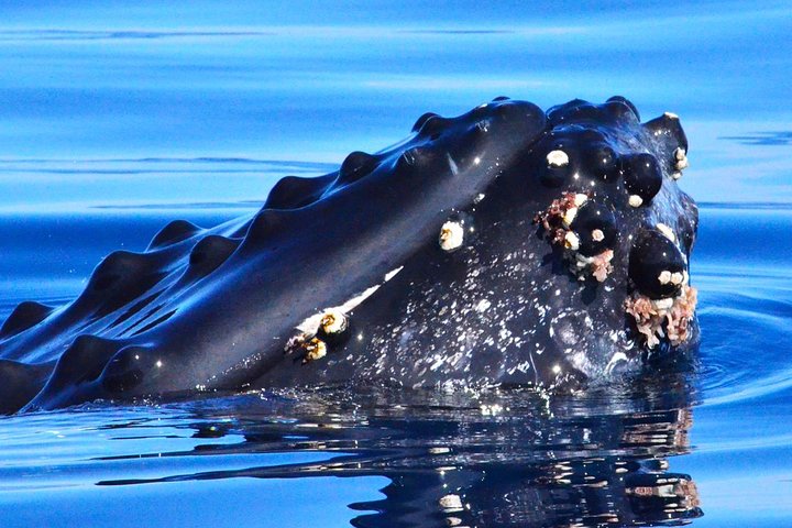 Erleben Sie aufregende Zodiac-Walbeobachtungstouren in Cabo San Lucas mit Meeresbiologen und entdecken Sie Buckelwale und andere Meereslebewesen, Foto 11 | wizardtrip