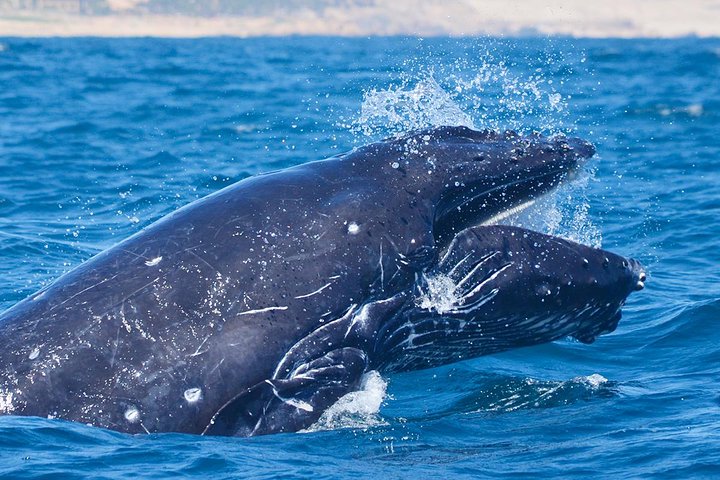 Erleben Sie aufregende Zodiac-Walbeobachtungstouren in Cabo San Lucas mit Meeresbiologen und entdecken Sie Buckelwale und andere Meereslebewesen, Foto 12 | wizardtrip