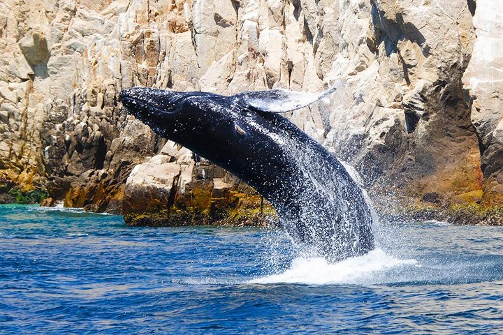 Erleben Sie aufregende Zodiac-Walbeobachtungstouren in Cabo San Lucas mit Meeresbiologen und entdecken Sie Buckelwale und andere Meereslebewesen, Foto 13 | wizardtrip