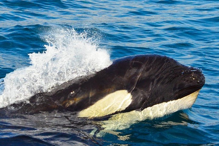 Erleben Sie aufregende Zodiac-Walbeobachtungstouren in Cabo San Lucas mit Meeresbiologen und entdecken Sie Buckelwale und andere Meereslebewesen, Foto 14 | wizardtrip