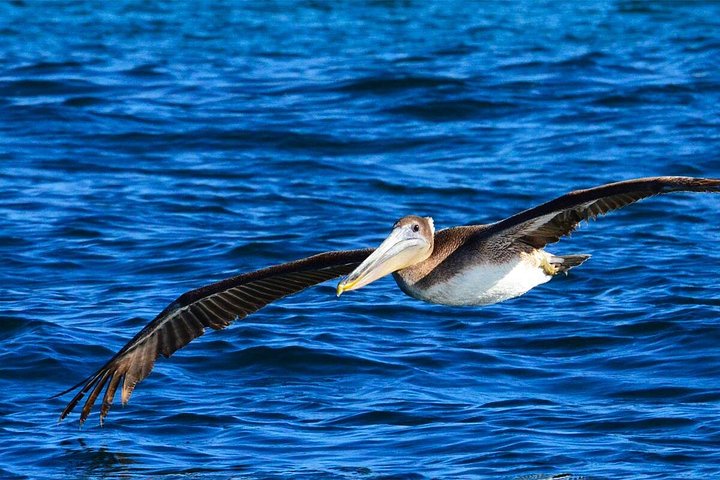 Erleben Sie aufregende Zodiac-Walbeobachtungstouren in Cabo San Lucas mit Meeresbiologen und entdecken Sie Buckelwale und andere Meereslebewesen, Foto 15 | wizardtrip