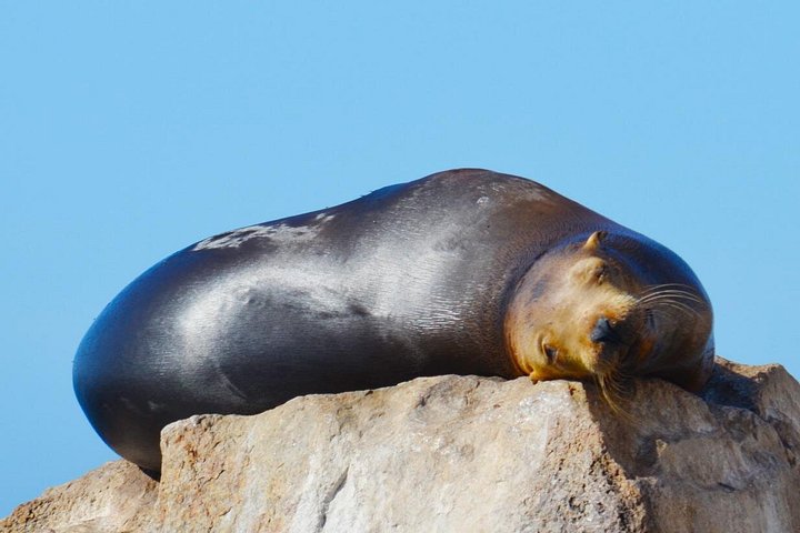 Erleben Sie aufregende Zodiac-Walbeobachtungstouren in Cabo San Lucas mit Meeresbiologen und entdecken Sie Buckelwale und andere Meereslebewesen, Foto 16 | wizardtrip