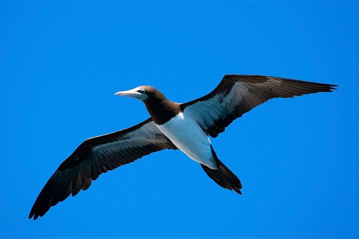 Erleben Sie aufregende Zodiac-Walbeobachtungstouren in Cabo San Lucas mit Meeresbiologen und entdecken Sie Buckelwale und andere Meereslebewesen, Foto 17 | wizardtrip