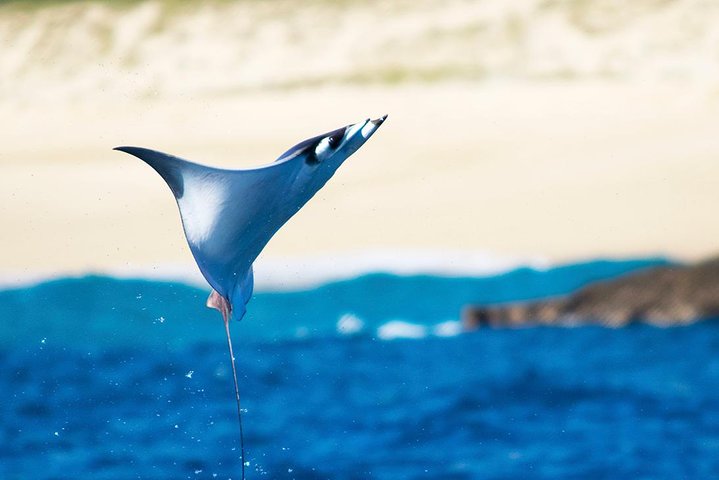 Erleben Sie aufregende Zodiac-Walbeobachtungstouren in Cabo San Lucas mit Meeresbiologen und entdecken Sie Buckelwale und andere Meereslebewesen, Foto 18 | wizardtrip