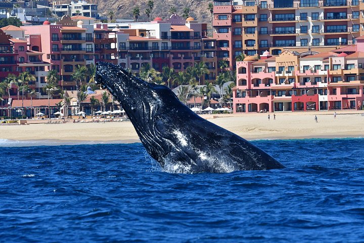 Erleben Sie aufregende Zodiac-Walbeobachtungstouren in Cabo San Lucas mit Meeresbiologen und entdecken Sie Buckelwale und andere Meereslebewesen, Foto 21 | wizardtrip