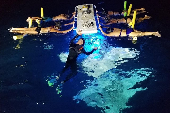 Kona Manta Ray Night Snorkel - Gratis Genudflugt ved Manglende Observation | wizardtrip