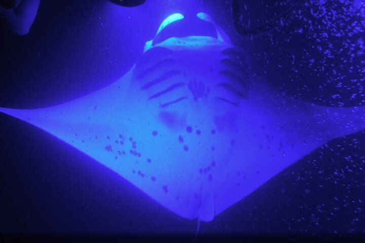 Snorkel notturno con mante giganti a Kona, Hawaii, foto 6 | wizardtrip