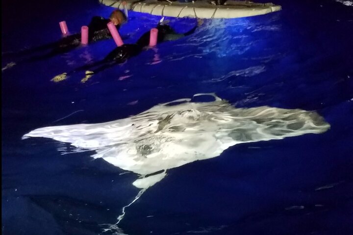 Snorkel notturno con mante giganti a Kona, Hawaii, foto 7 | wizardtrip