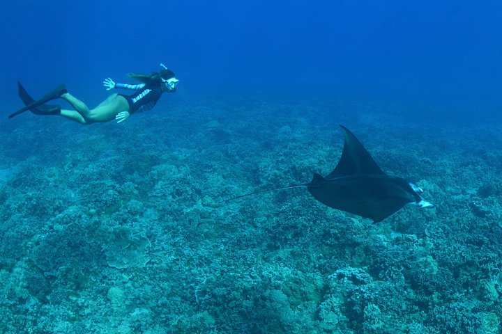 Snorkeling adventure in Maui to Molokini Crater and Turtle Town on a catamaran, photo 15 | wizardtrip