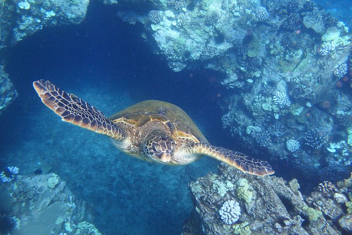 Snorkeling adventure in Maui to Molokini Crater and Turtle Town on a catamaran, photo 18 | wizardtrip