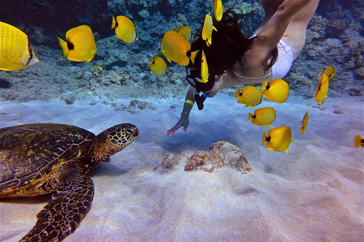 Snorkeling adventure in Maui to Molokini Crater and Turtle Town on a catamaran, photo 20 | wizardtrip