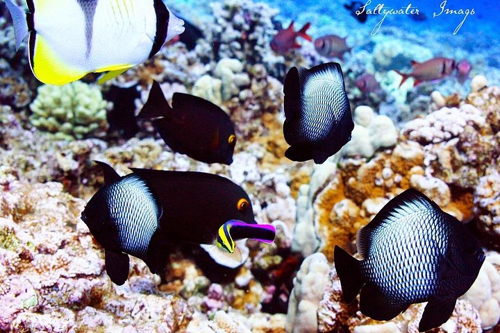 Snorkeling adventure in Maui to Molokini Crater and Turtle Town on a catamaran, photo 21 | wizardtrip