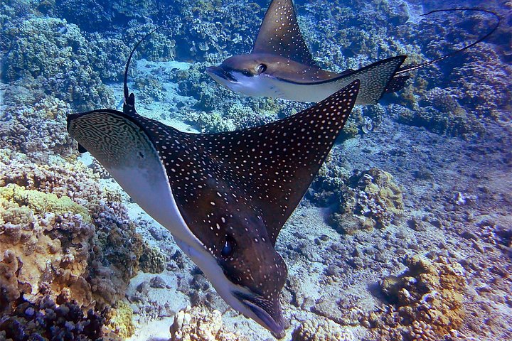 Snorkeling adventure in Maui to Molokini Crater and Turtle Town on a catamaran, photo 24 | wizardtrip