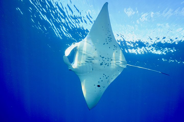 Snorkeling adventure in Maui to Molokini Crater and Turtle Town on a catamaran, photo 26 | wizardtrip