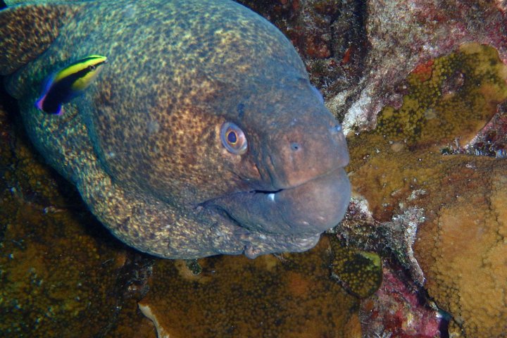 Snorkeling adventure in Maui to Molokini Crater and Turtle Town on a catamaran, photo 27 | wizardtrip
