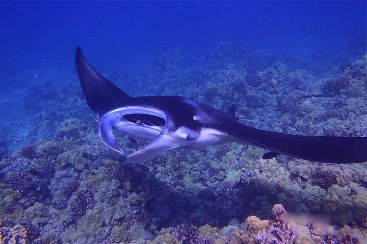 Night snorkeling with manta rays in Big Island, Hawaii, photo 6 | wizardtrip