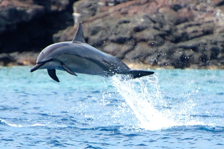 Power catamaran snorkel tour op Big Island, Hawaï, die Kealakekua Bay en zeeleven verkent, foto 7 | wizardtrip