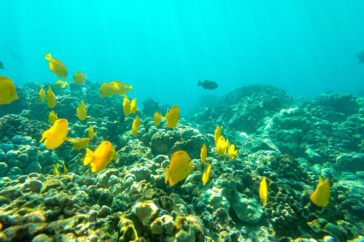 Power catamaran snorkel tour op Big Island, Hawaï, die Kealakekua Bay en zeeleven verkent, foto 8 | wizardtrip