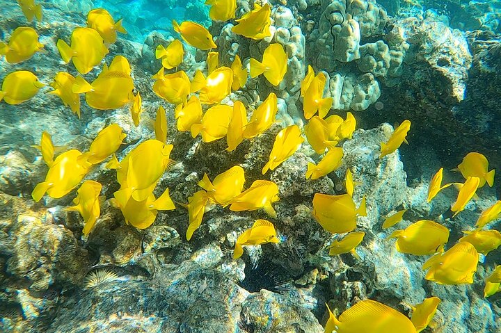 Power catamaran snorkel tour op Big Island, Hawaï, die Kealakekua Bay en zeeleven verkent, foto 11 | wizardtrip