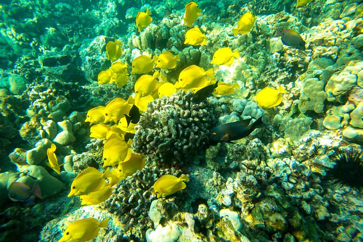 Power catamaran snorkel tour op Big Island, Hawaï, die Kealakekua Bay en zeeleven verkent, foto 16 | wizardtrip