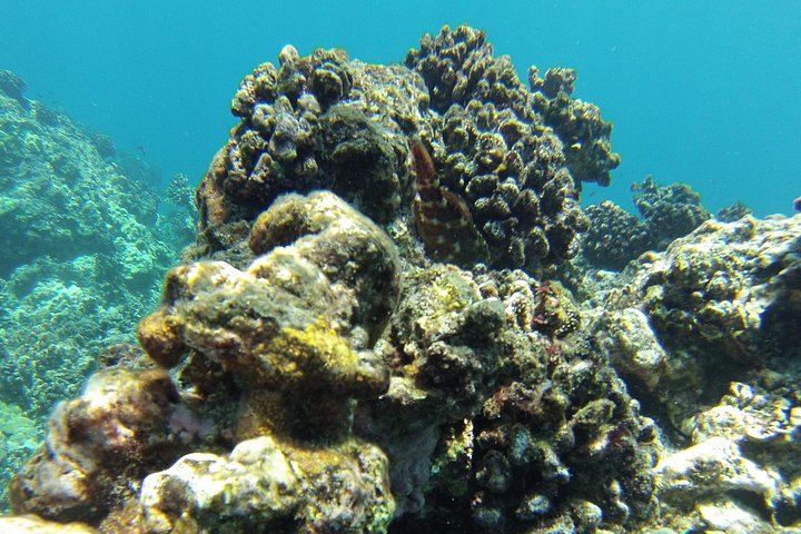 Power catamaran snorkel tour op Big Island, Hawaï, die Kealakekua Bay en zeeleven verkent, foto 17 | wizardtrip