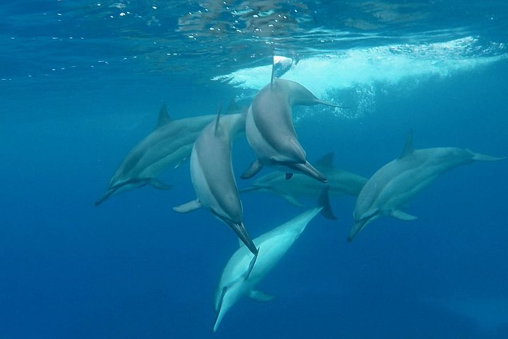 Power catamaran snorkel tour op Big Island, Hawaï, die Kealakekua Bay en zeeleven verkent, foto 23 | wizardtrip