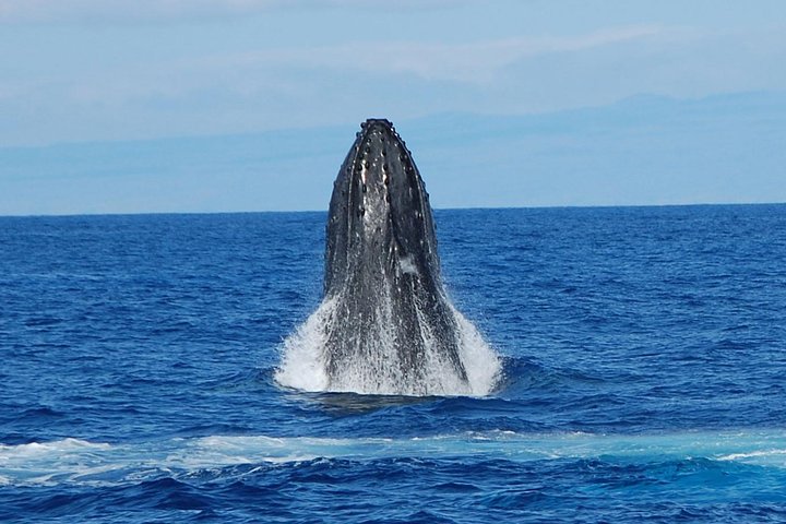 Big Island: Hvalsafari Tur | wizardtrip