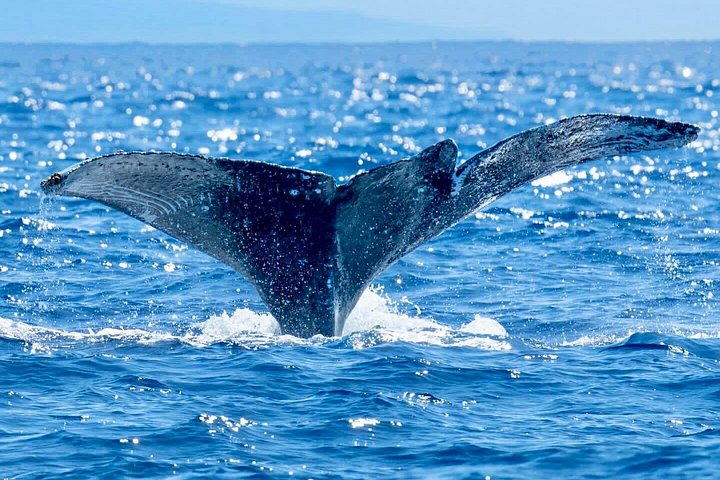 Upplev spännande valsskådningsturer på en snabb katamaran på Big Island, Hawaii, foto 7 | wizardtrip