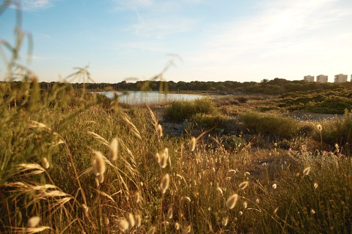 Utforsk den fantastiske Albufera naturpark nær Valencia med en båttur og lokal guide, foto 7 | wizardtrip