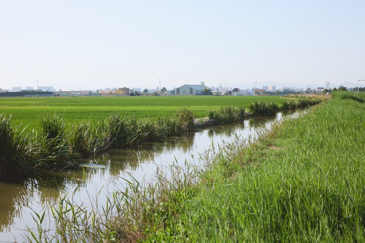 Utforsk den fantastiske Albufera naturpark nær Valencia med en båttur og lokal guide, foto 11 | wizardtrip