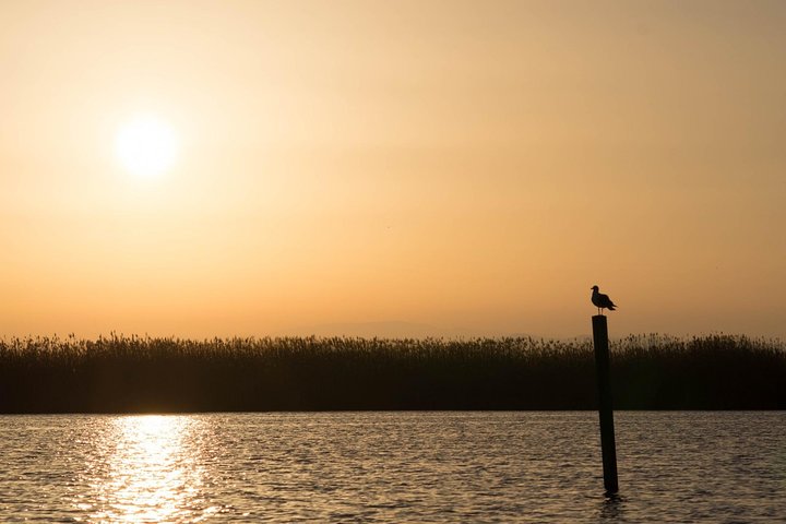 Utforsk den fantastiske Albufera naturpark nær Valencia med en båttur og lokal guide, foto 13 | wizardtrip
