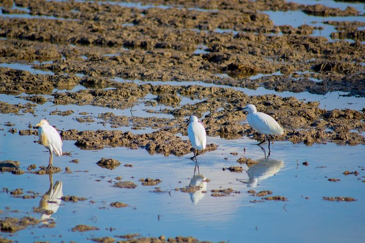 Utforsk den fantastiske Albufera naturpark nær Valencia med en båttur og lokal guide, foto 17 | wizardtrip