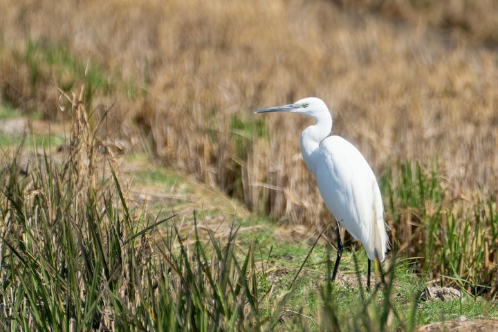 Utforsk den fantastiske Albufera naturpark nær Valencia med en båttur og lokal guide, foto 19 | wizardtrip