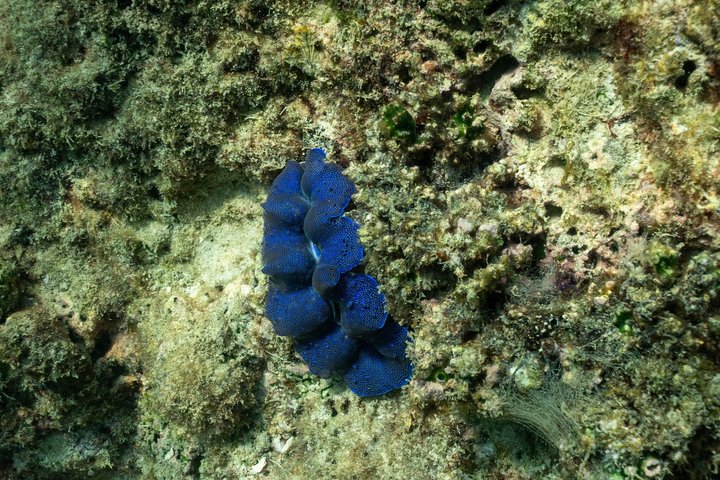 Speedboot-Tour zu den Phi Phi Inseln von Phuket, Thailand, mit Besuch der Maya Bay und Schnorchelplätzen, Foto 10 | wizardtrip