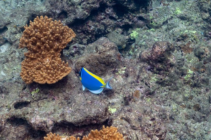 Speedboot-Tour zu den Phi Phi Inseln von Phuket, Thailand, mit Besuch der Maya Bay und Schnorchelplätzen, Foto 23 | wizardtrip