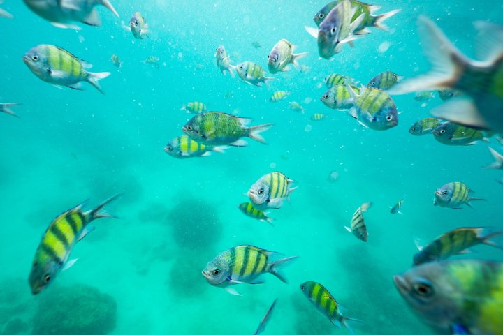 Speedboot-Tour zu den Phi Phi Inseln von Phuket, Thailand, mit Besuch der Maya Bay und Schnorchelplätzen, Foto 32 | wizardtrip