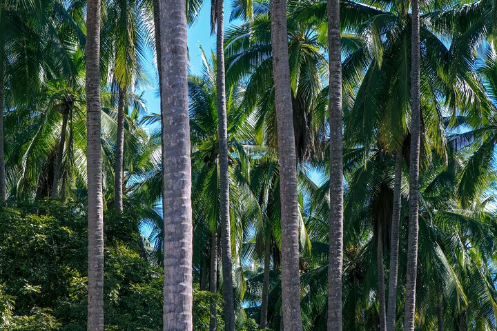 Malerische Road to Hana Tour auf Maui mit Wasserfällen, schwarzem Sandstrand und üppigem Regenwald, Foto 10 | wizardtrip