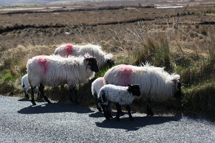 Excursion guidée des paysages spectaculaires et côtiers du Connemara au départ de Galway, Irlande, photo 9 | wizardtrip