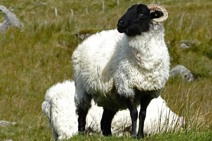 Excursão panorâmica ao Connemara a partir de Galway com a Abadia de Kylemore e paisagens deslumbrantes da Irlanda, foto 8 | wizardtrip