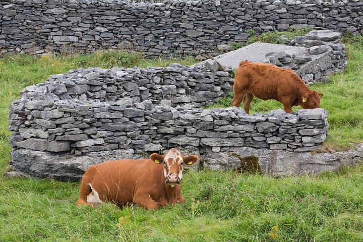 Dagstur fra Galway til Cliffs of Moher og Aranøerne med fantastisk kystlandskab og øudforskning, foto 7 | wizardtrip