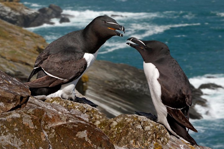 Dagstur fra Galway til Cliffs of Moher og Aranøerne med fantastisk kystlandskab og øudforskning, foto 9 | wizardtrip
